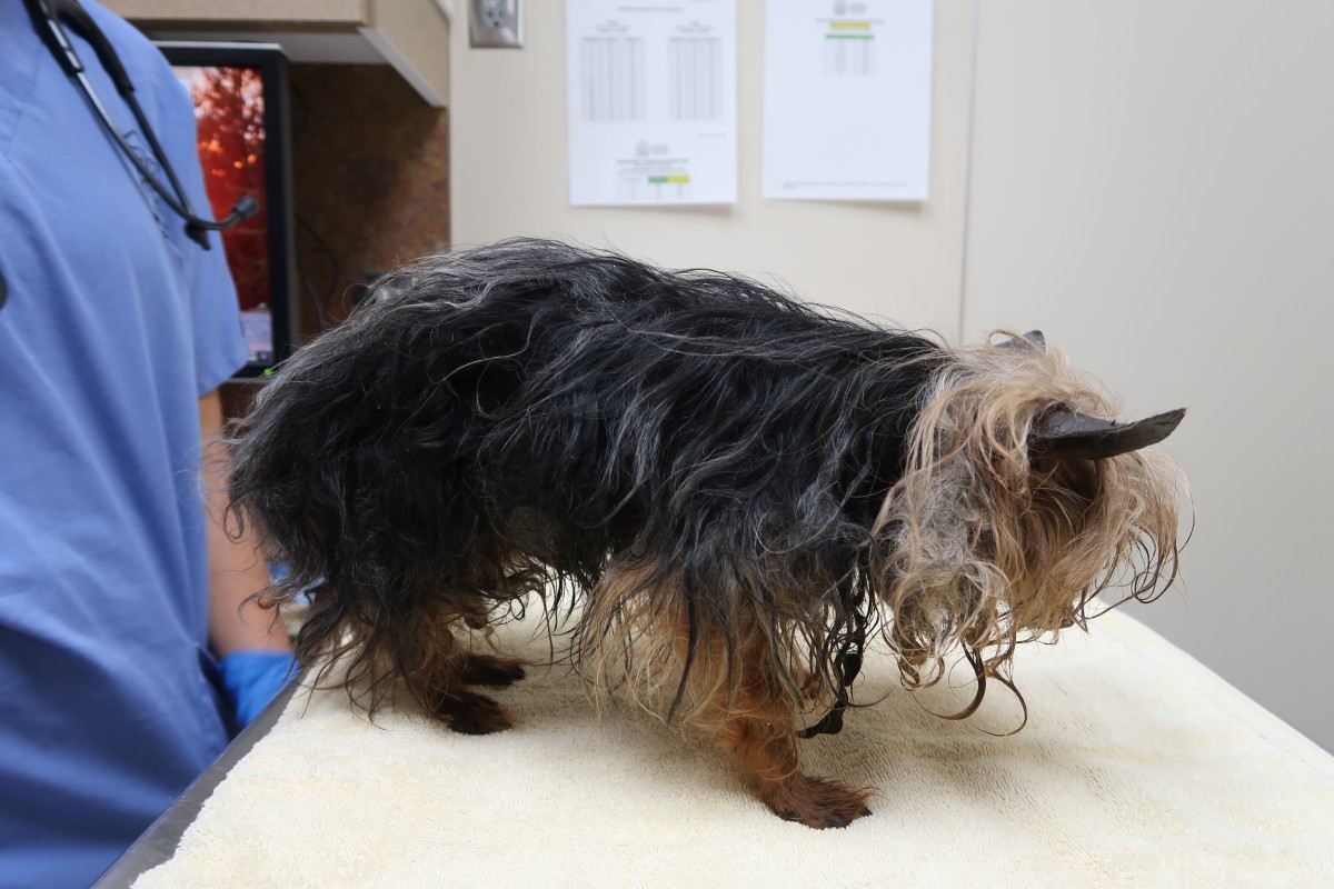 OHS Offers $1,000 Reward in Case of Abandoned, Neglected Dogs