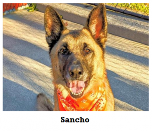 Sancho - Miss Repecka