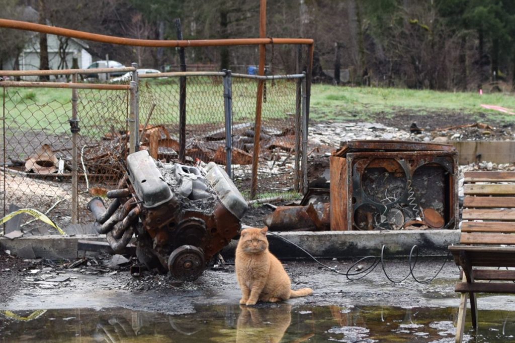 Savage the cat defying the odds and surviving the 2020 wildfires