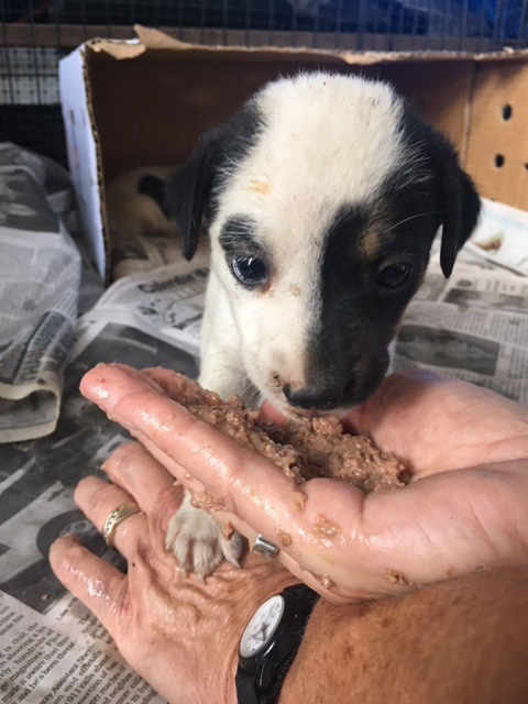 OHS Helps Emergency Animal Rescue in St. Croix
