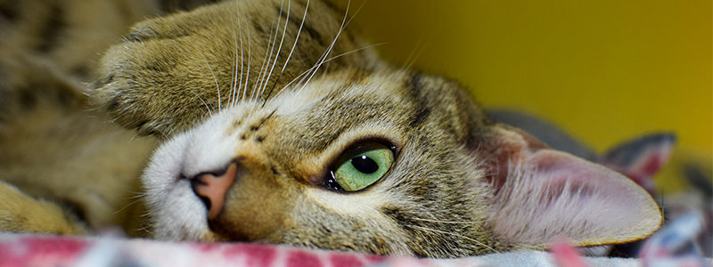 Spay Neuter Assistance Oregon Humane Society Spay Neuter Assistance Oregon Humane Society