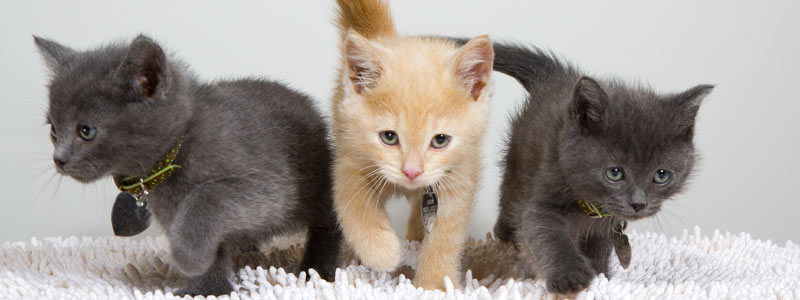 Image result for kitten litter