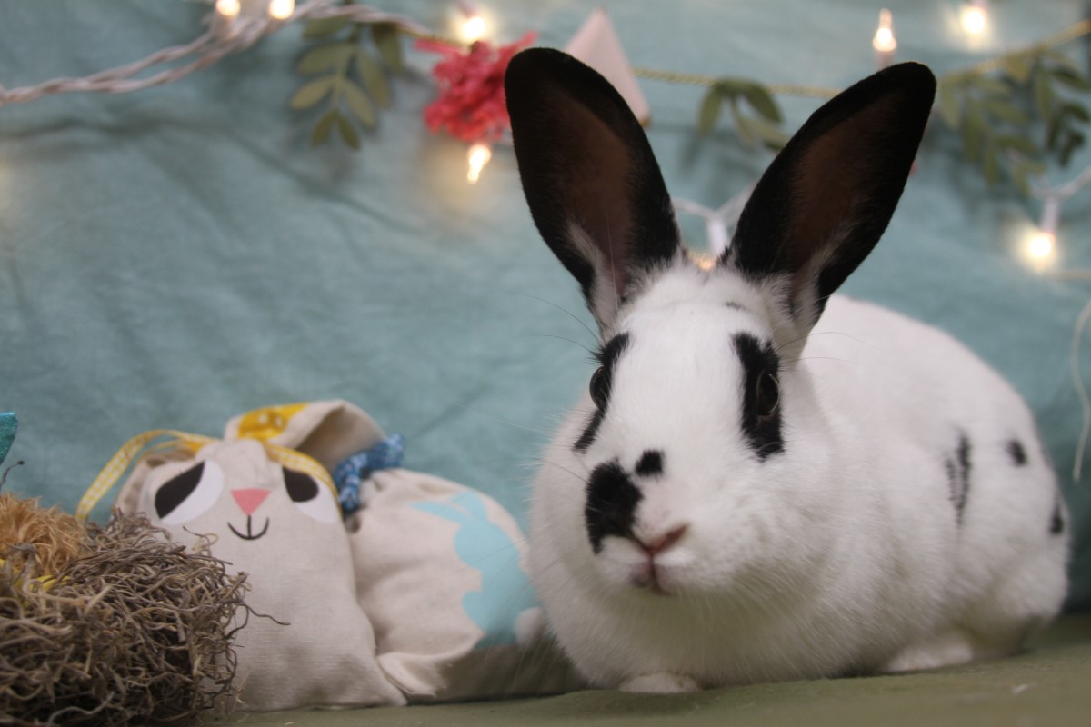 Hop to It: What You Need to Know About Pet Rabbits