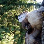 The hawk, trapped high up a tree.