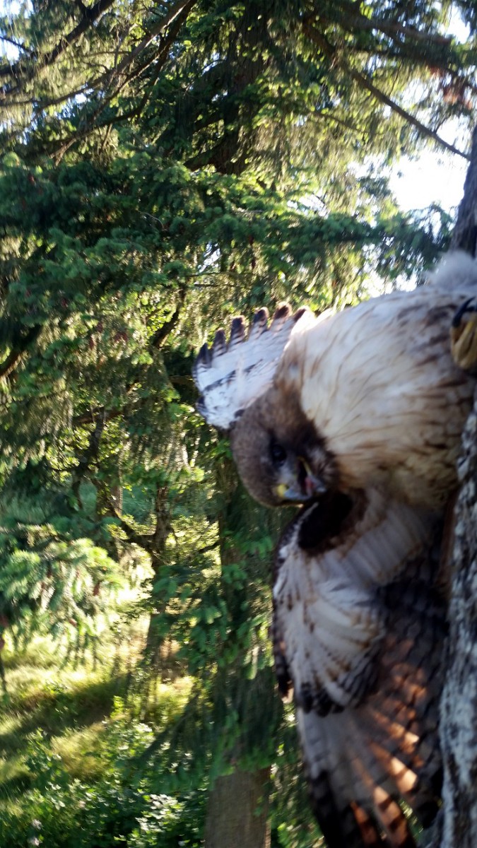OHSTAR Helps Red-Tailed Hawk