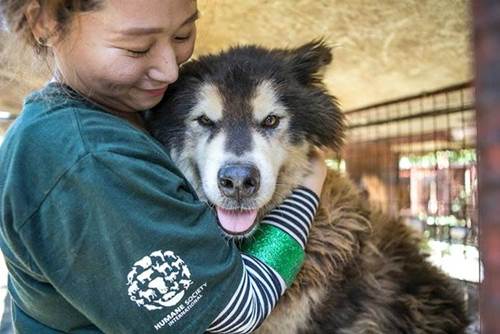 International rescue effort brings dogs to Oregon