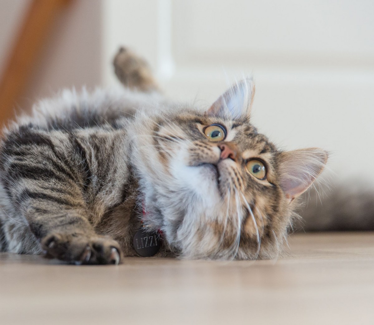 Show Your Pet Some Love on Valentine’s Day