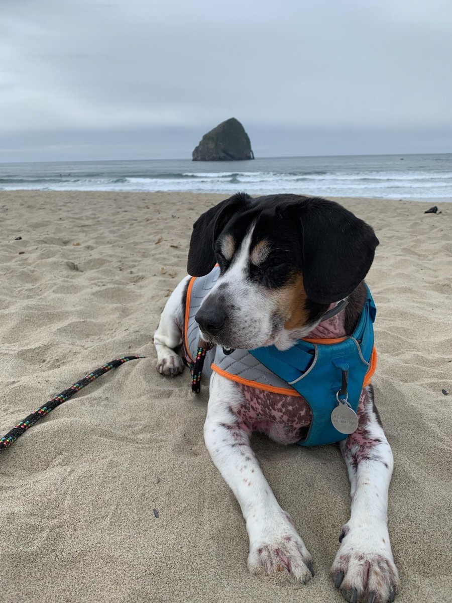 Buddy’s Best Life on the Oregon Coast