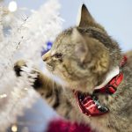 ilene the blind kitten