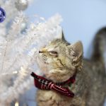 ilene the blind kitten