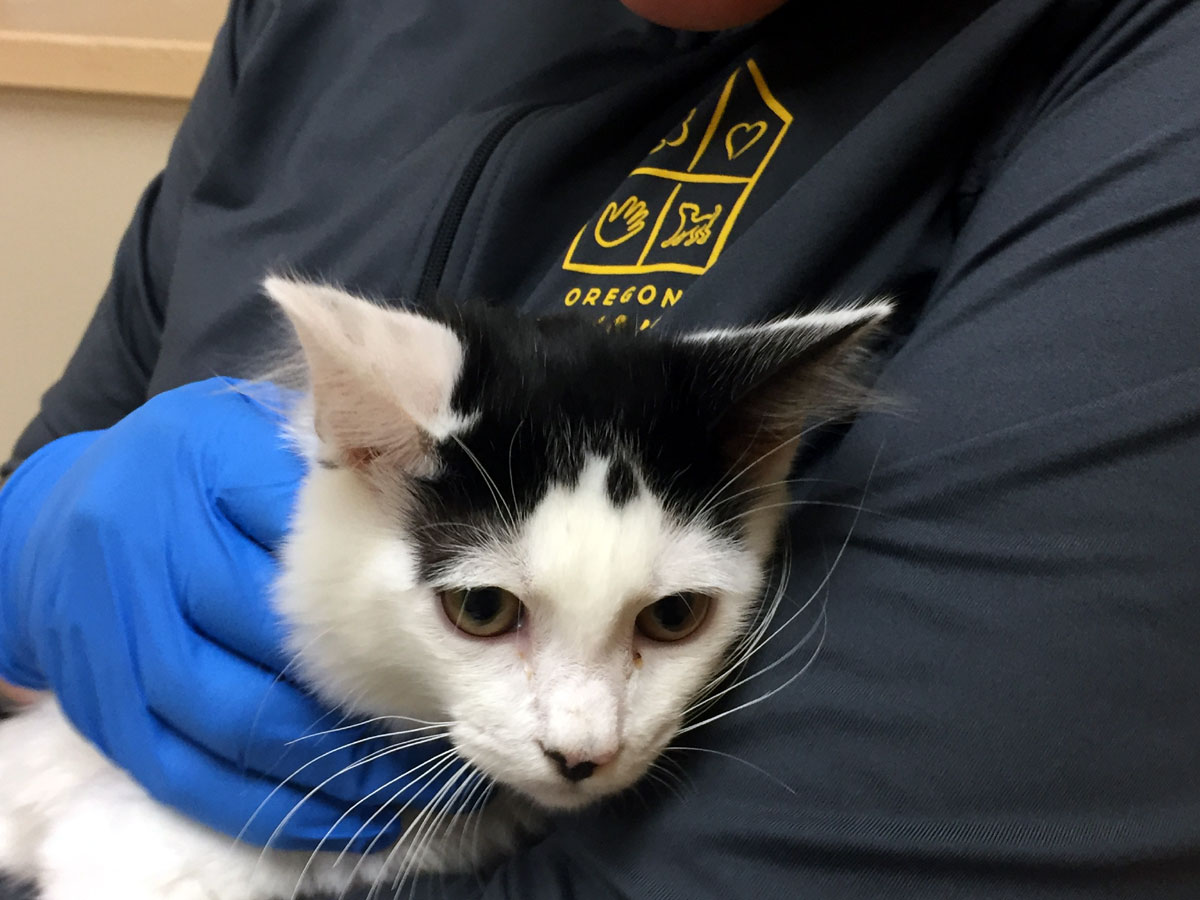 Cats from Louisiana Floods Come to Oregon