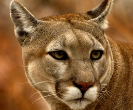 Oregon Lawmakers: Oppose Cougar Trophy Hunting Bills