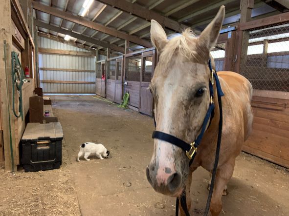 Working Cats Need a Special Home