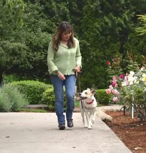 loose leash walk training