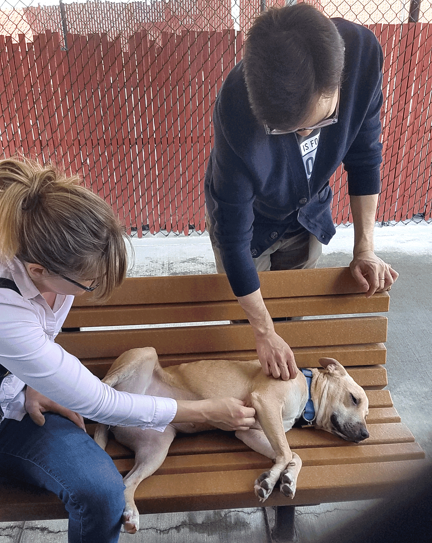 Volunteer Groups Help Pets