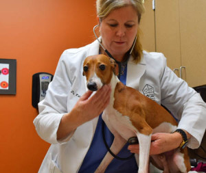 Relinquished Italian greyhound is examined by Dr. Kris Otteman, OHS director of shelter medicine.