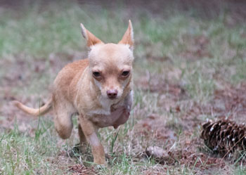 Loss of Two Legs Does Not Slow Dog with Huge Heart