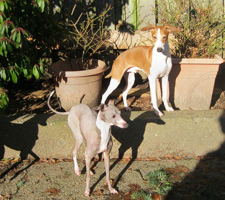Breeder Relinquishes Italian Greyhounds to OHS