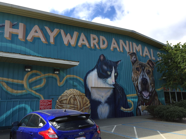 Hayward Cats Get a Second Chance