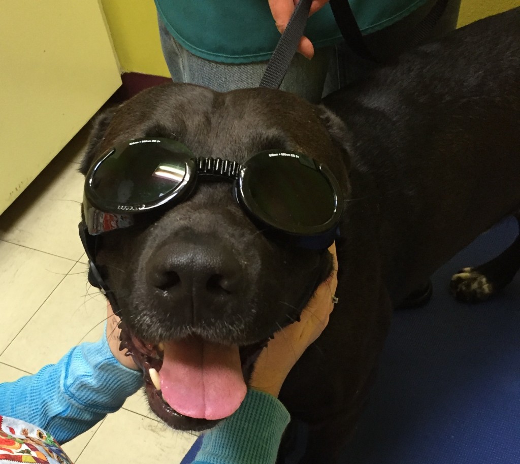 Lou at laser therapy
