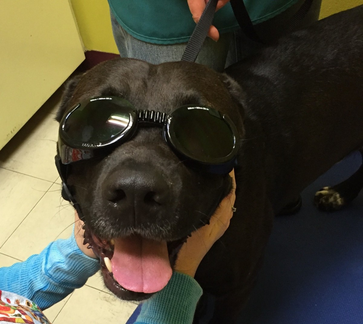 Inside OHS Animal Physical Therapy (Doggles May Be Required)