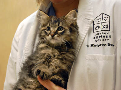Wounded Kitten Survives Shooting
