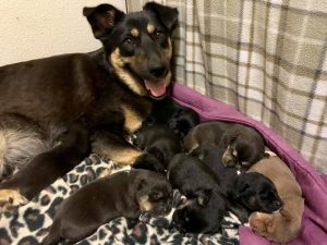 Caring for Mom and Puppies 
