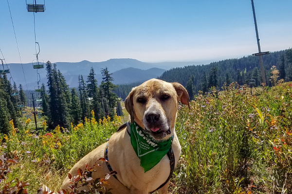 Keep Your Pets Safe in the Great Outdoors