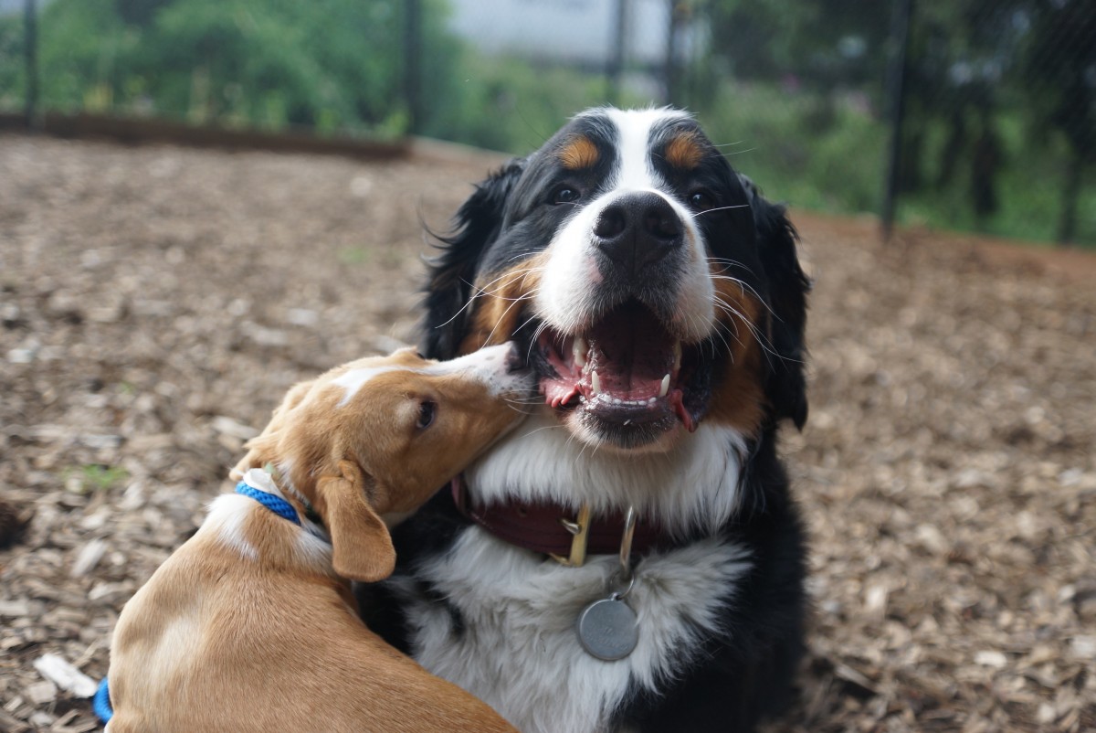 A Dog’s Life – Playgroups and Naptime at OHS