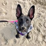 Tobi today, loving the beach