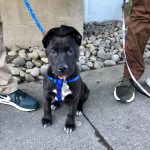 Tobi at four months old