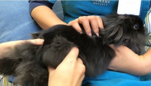 An OHS pet getting a massage