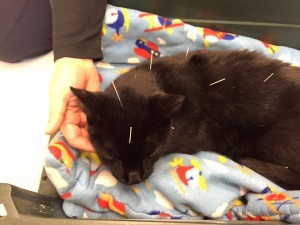 Peaceful kitty during an acupuncture treatment