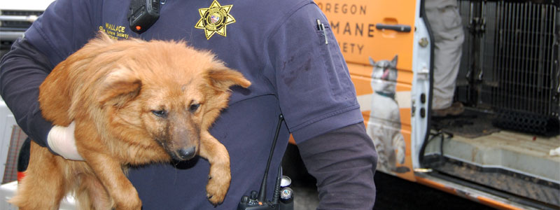 Report Animal Cruelty | Oregon Humane Society