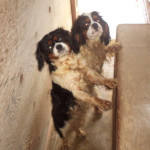 Dogs Rescued in Applegate