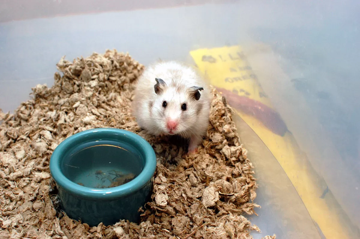 Rescued hamster on tanbark