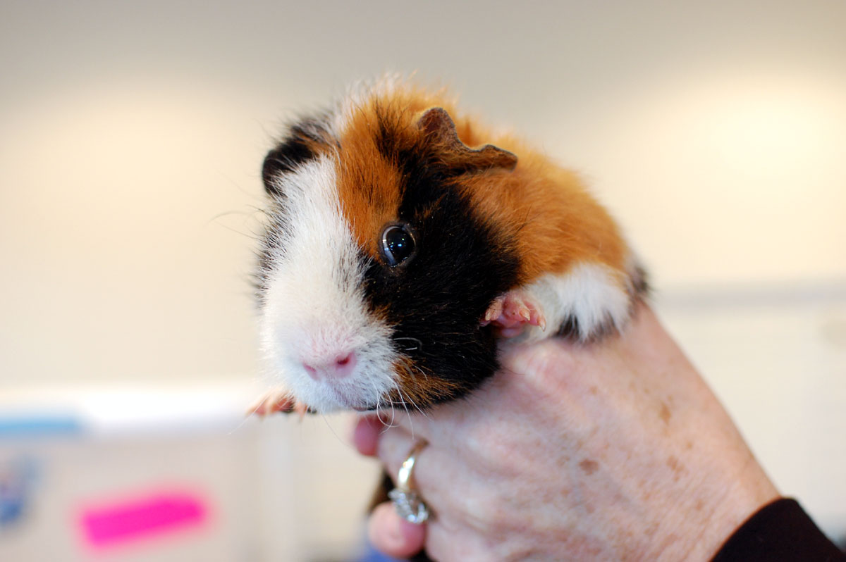 guinea pig adoption center