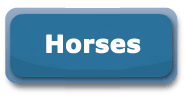 search-horse