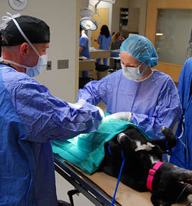 Alexis Johnson (right) during her rotation at OHS, under the supervision of Dr. Kirk Miller.
