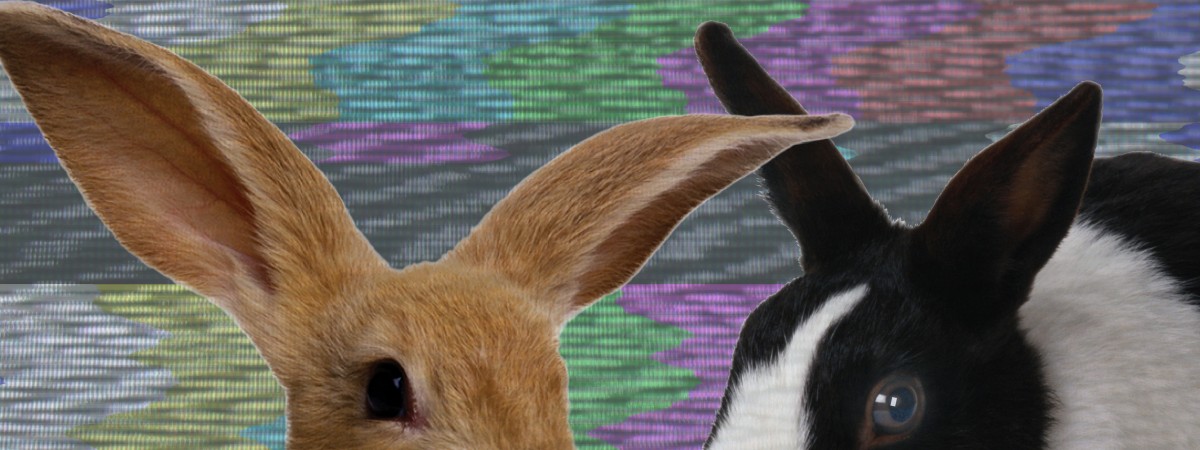 File a Claim to Help Pets in Need